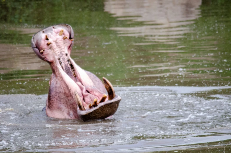 an image of a giant hippopotamus in the water