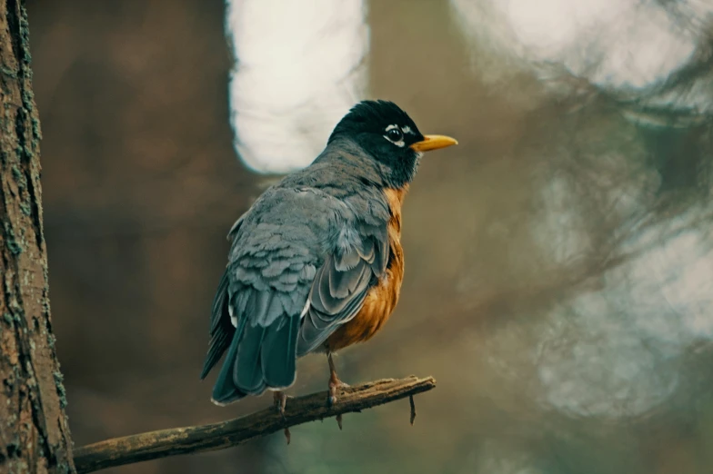 a close up of a bird perched on a tree nch