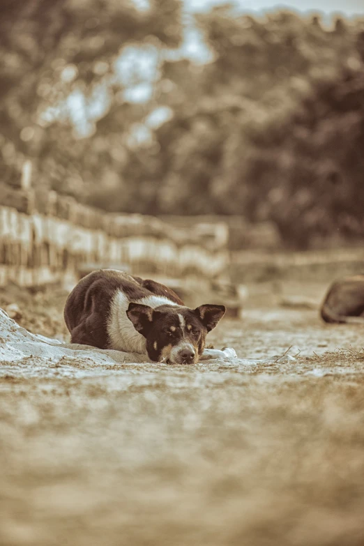 small dog looking at its owner in the water