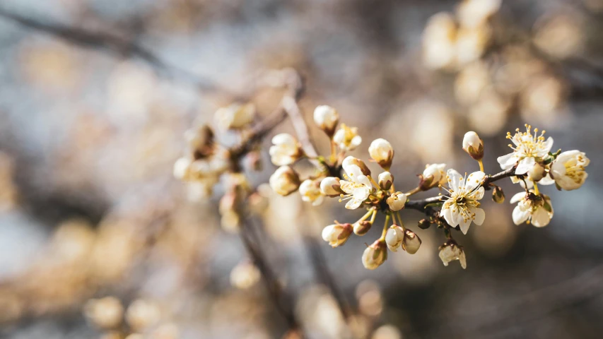 flowering fruit is about to appear in spring