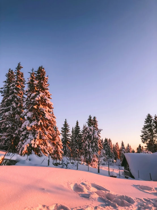 a snow covered forest at sunset with evergreen trees and a full moon
