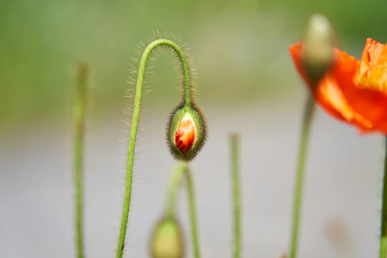 three orange flowers are blooming in a sunny field