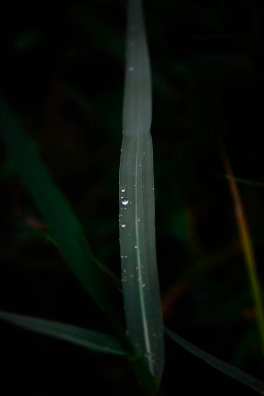 a small raindrop on the top of a leaf