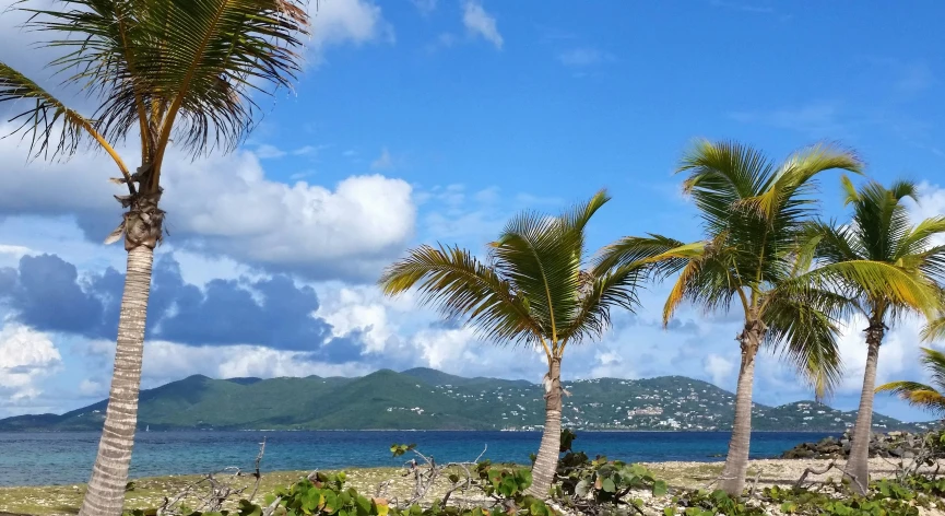 a couple of palm trees that are by a beach