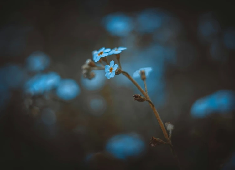 small blue flowers standing in the grass by a fence