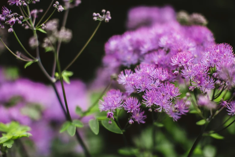 purple flowers blooming in a garden in the sunlight