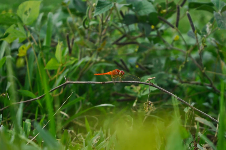 a red bird is sitting on a nch