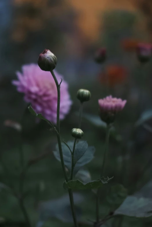 several flowers with some very green leaves