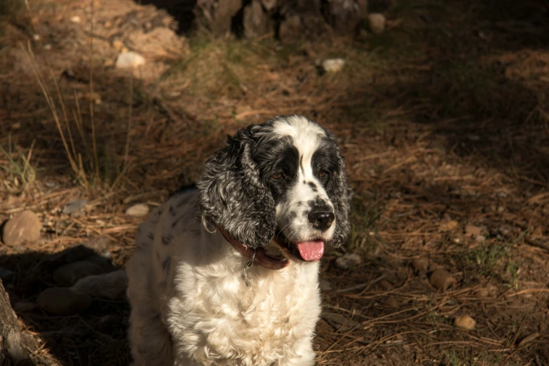 a white and black dog with a red collar