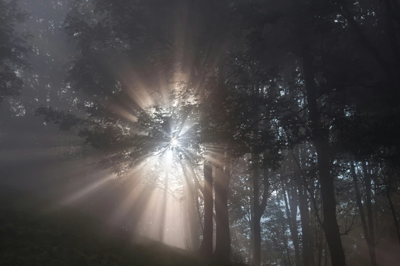 a light shines through the trees in a foggy forest