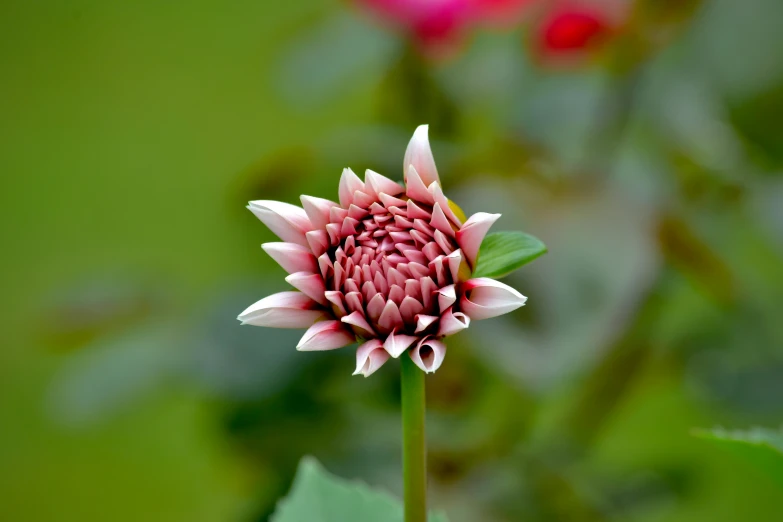 a single pink flower with green leaves