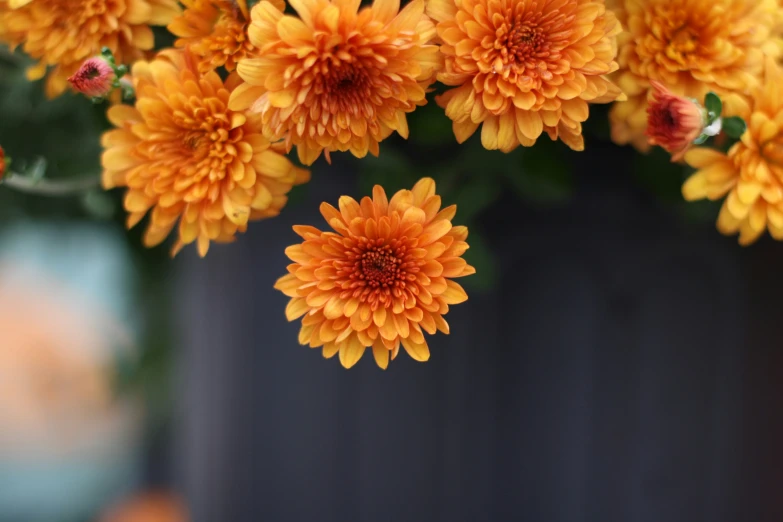 some orange flowers that are growing outside