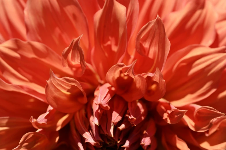 a close - up view of an orange flower with several petals