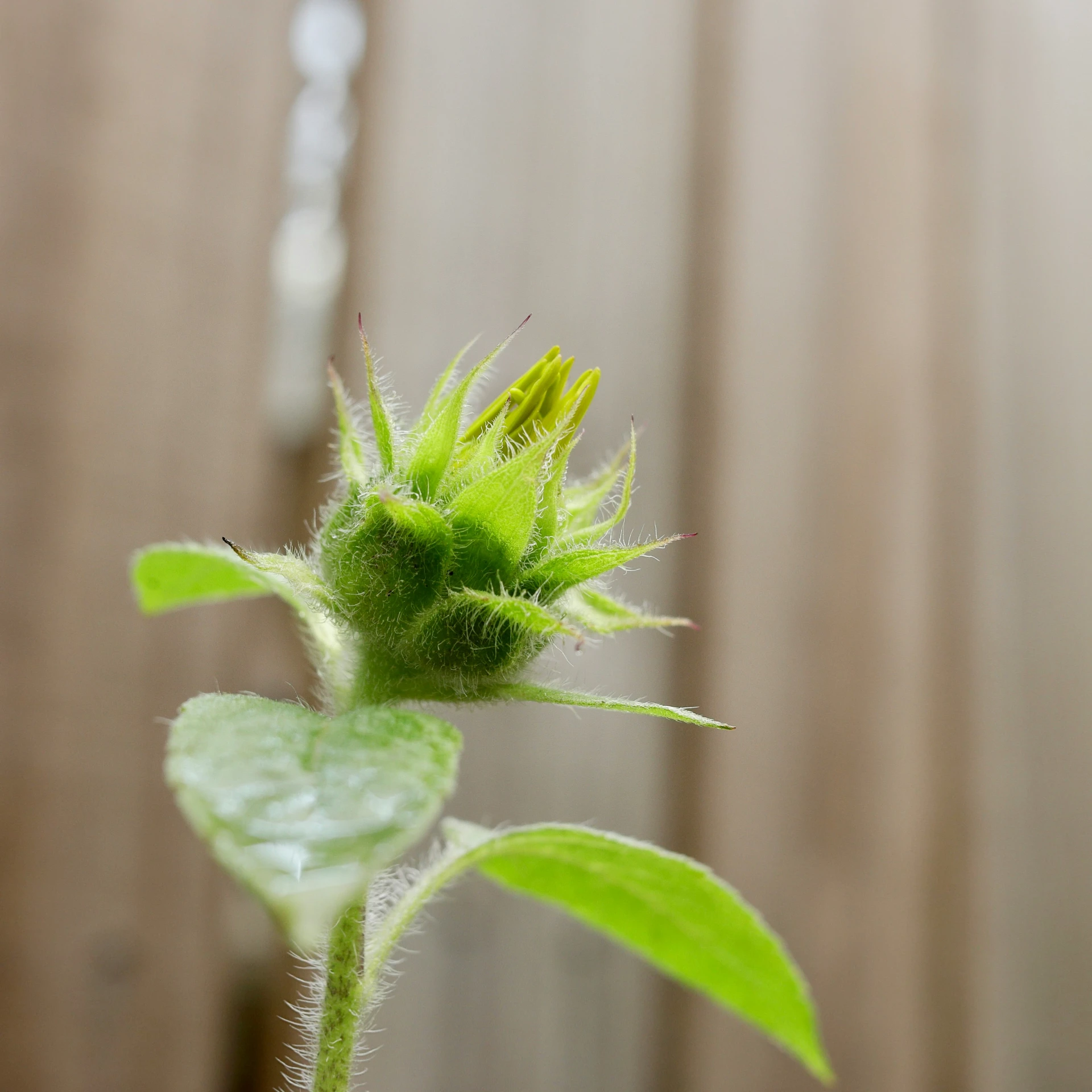 a green flower in a clear vase on the table