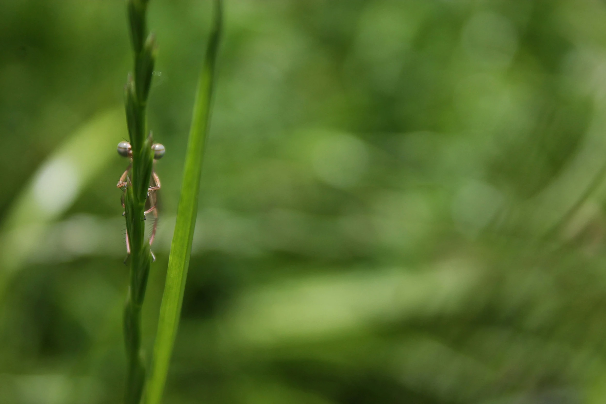 some tiny little insects are seen on a thin blade