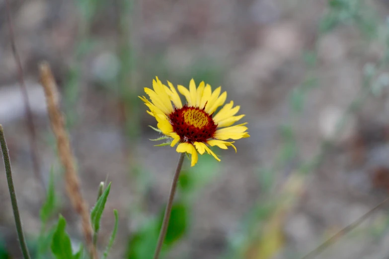 a single yellow flower with red center is pictured in the foreground