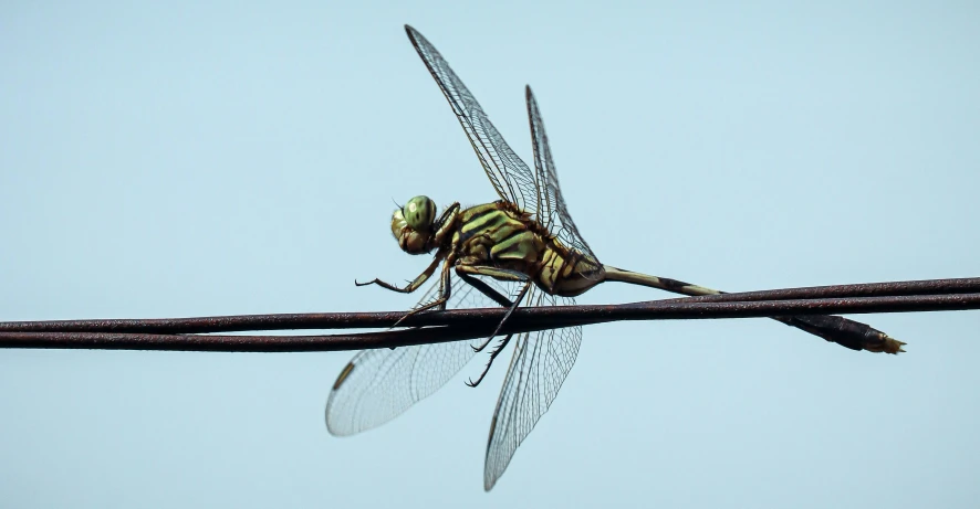 a very big pretty insect hanging on to a wire