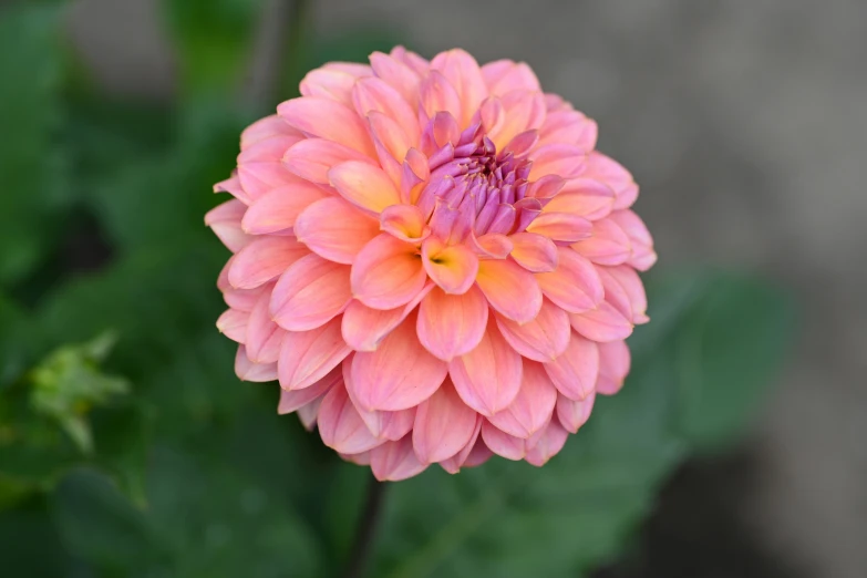 a pink flower in bloom on the outside