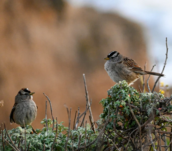 two small birds are on a very high bushy bush