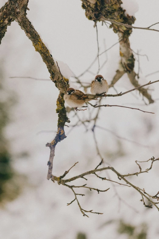 two birds perched on the nches of a tree