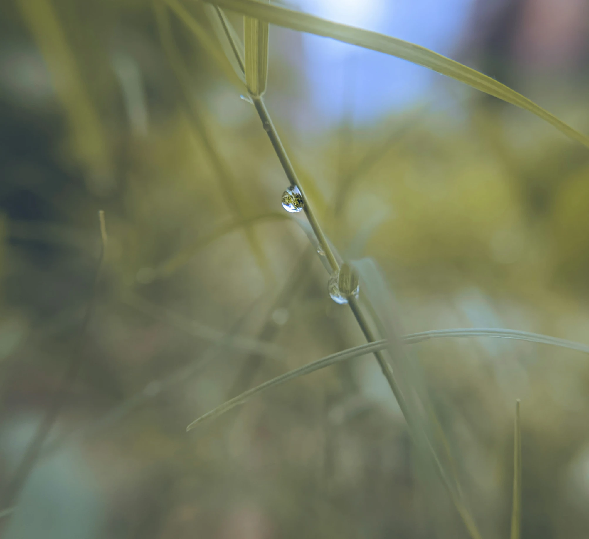 water drop in a grass plant near trees