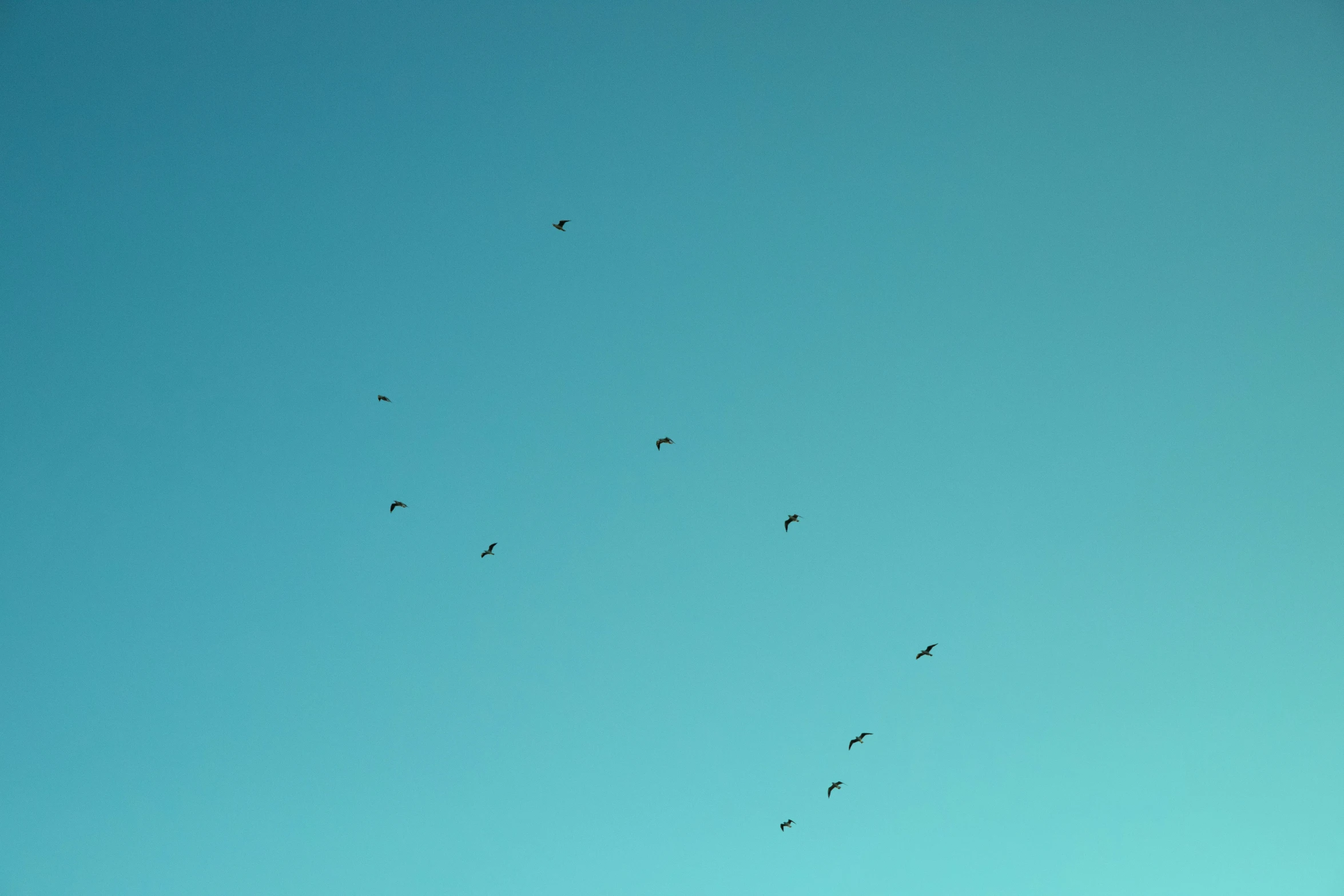 a very big blue sky with many birds flying overhead