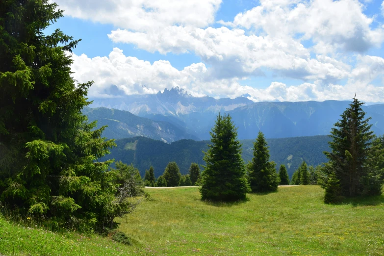 a lush green field surrounded by lots of pine trees