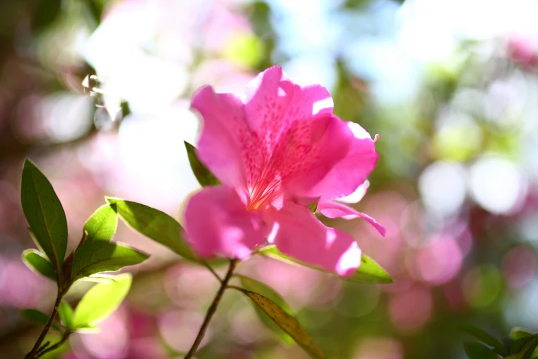 flowers and green leaves against blue sky