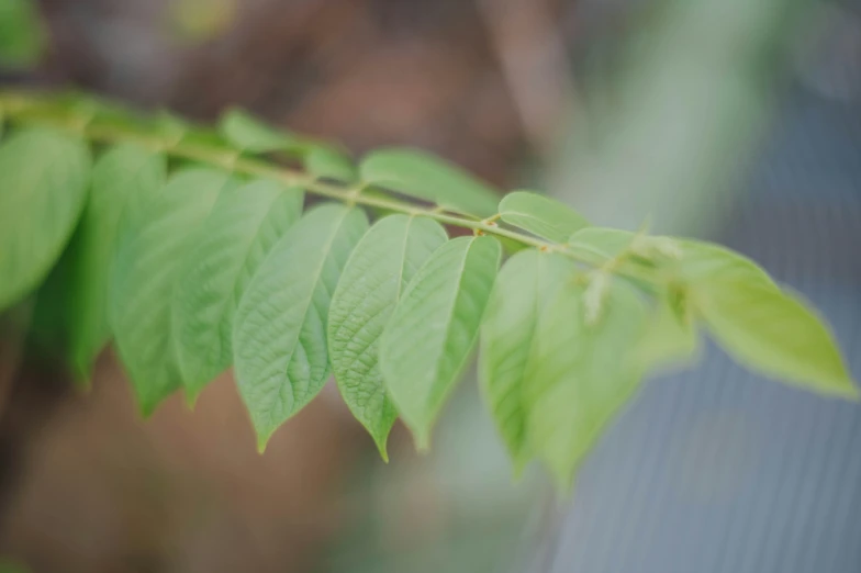 closeup of leaves that are green on the side of a house