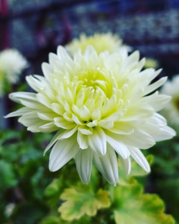 the large yellow and white flower has very long petals