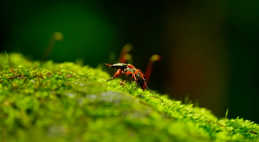 a red bug walking on top of green grass