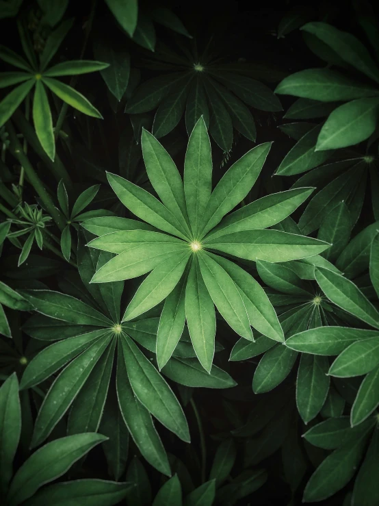 a closeup picture of an array of leafy plants