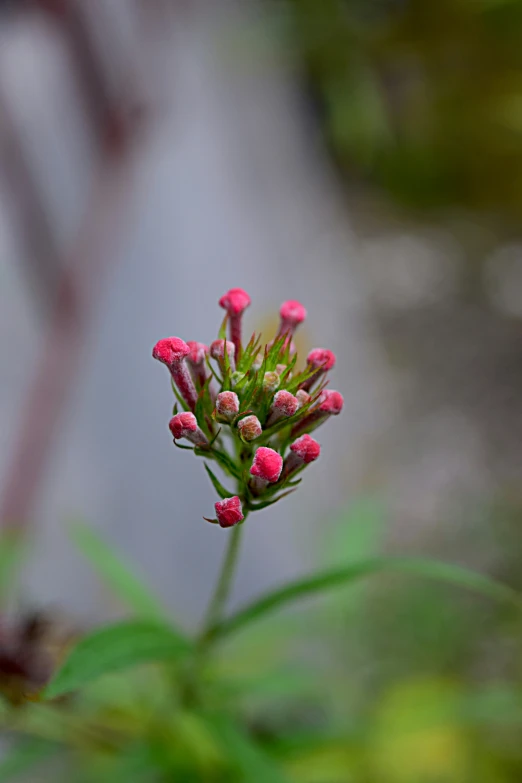 a flower growing from the nch of a plant