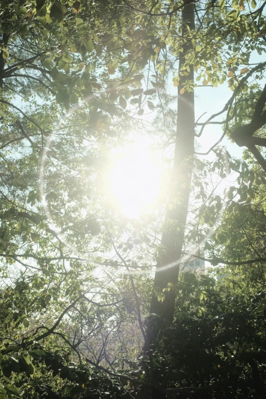 the sun peeking through the trees of a forest