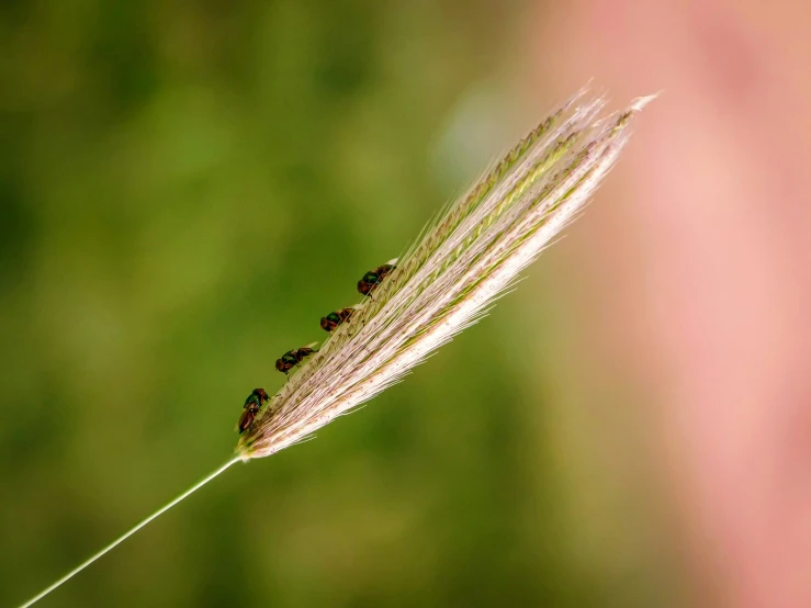 the small bug is hanging on a tiny string