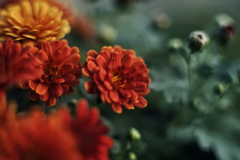 a close up of flowers on a field