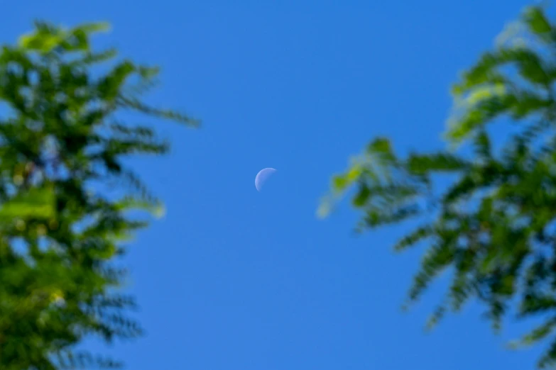 the moon is in the distance between the trees