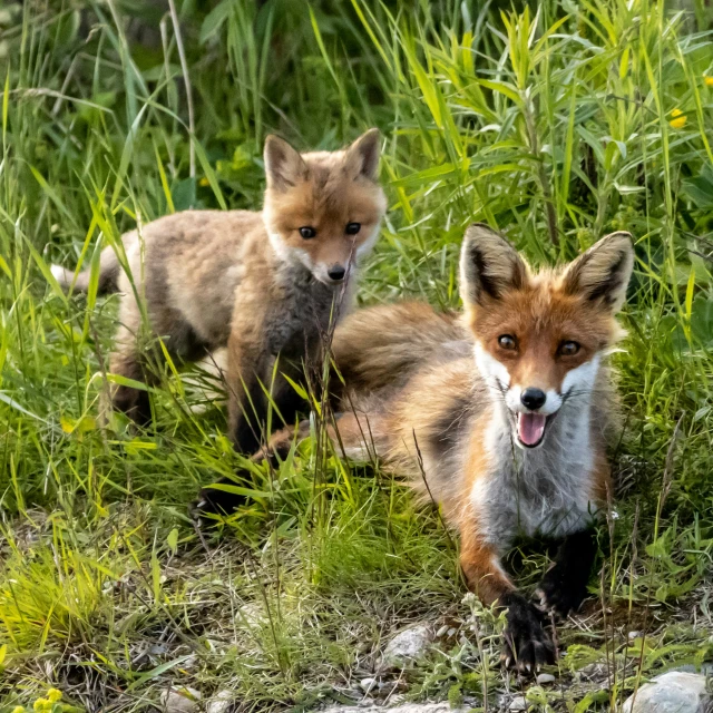 two red foxes stand in some tall grass