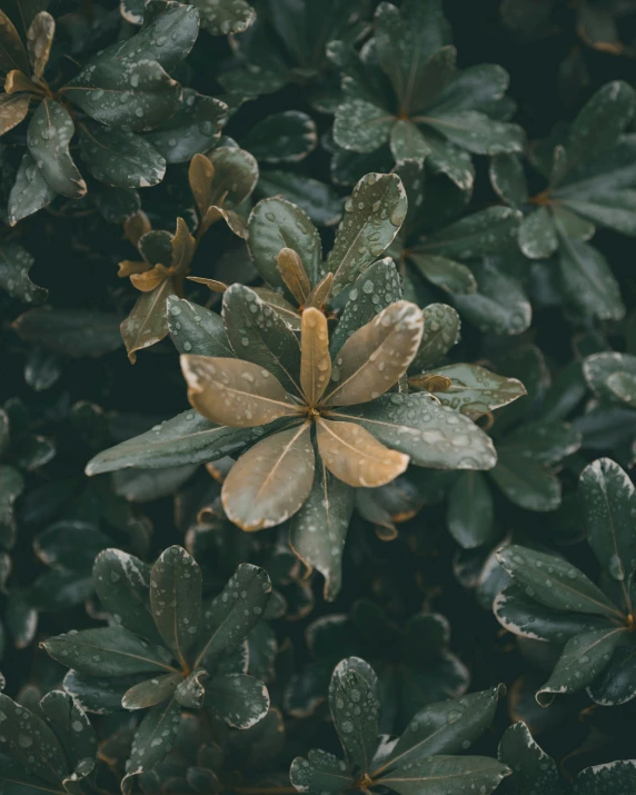 a leafy plant with a gold and brown center