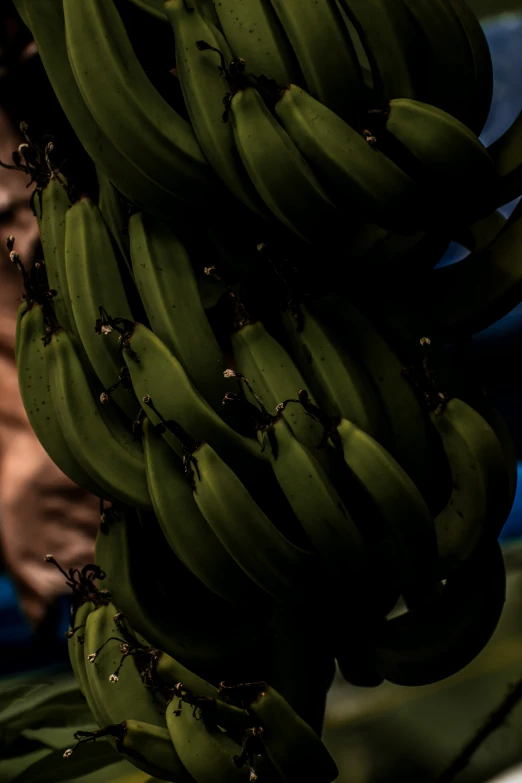 bunches of bananas being used by people who are traveling with them