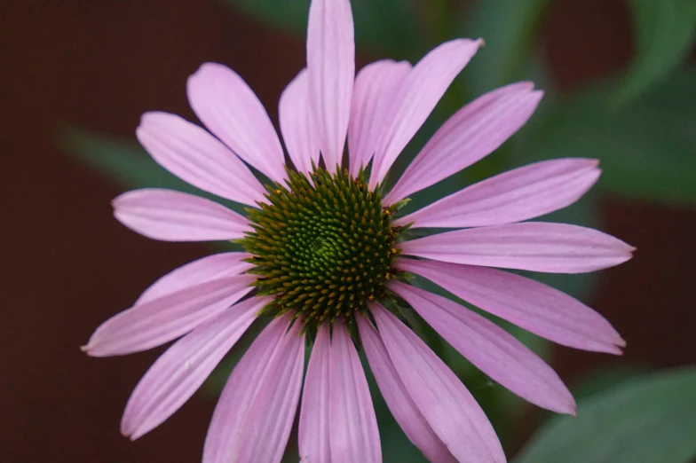 a large pink flower in a garden