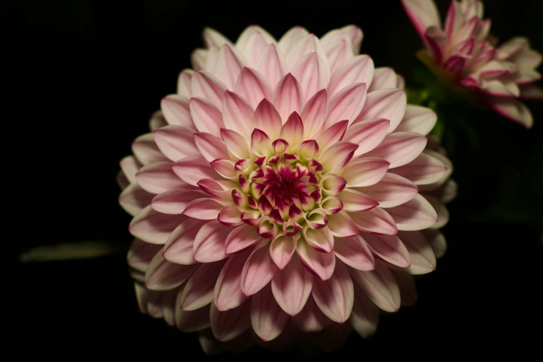 a large flower in the middle of a dark room