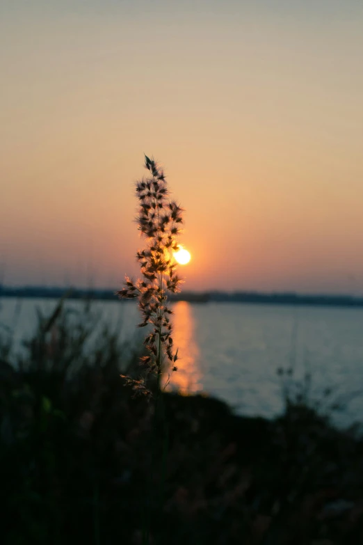 the sun setting behind a flower next to some water