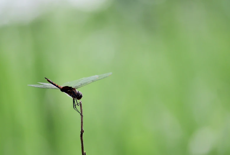 a dragonfly perched on a twig with its wings spread