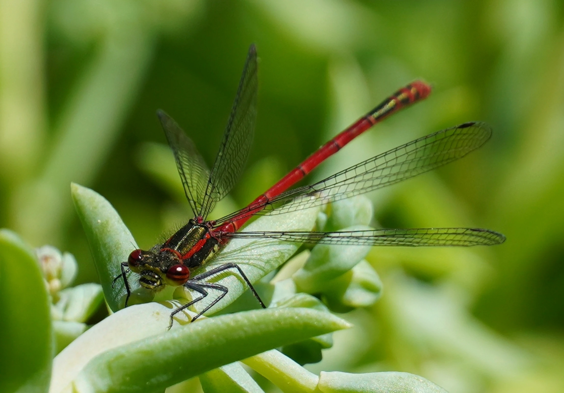 a close up of a small dragon fly on some leaves