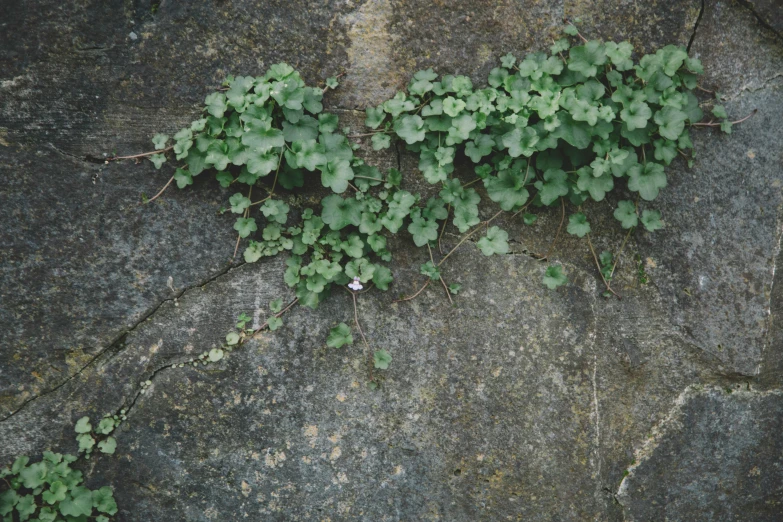 the plant is growing out of the s in the rock