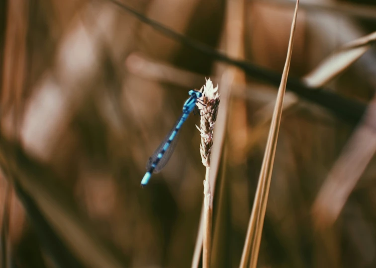 a blue and white dragonflies is sitting on a tall grass