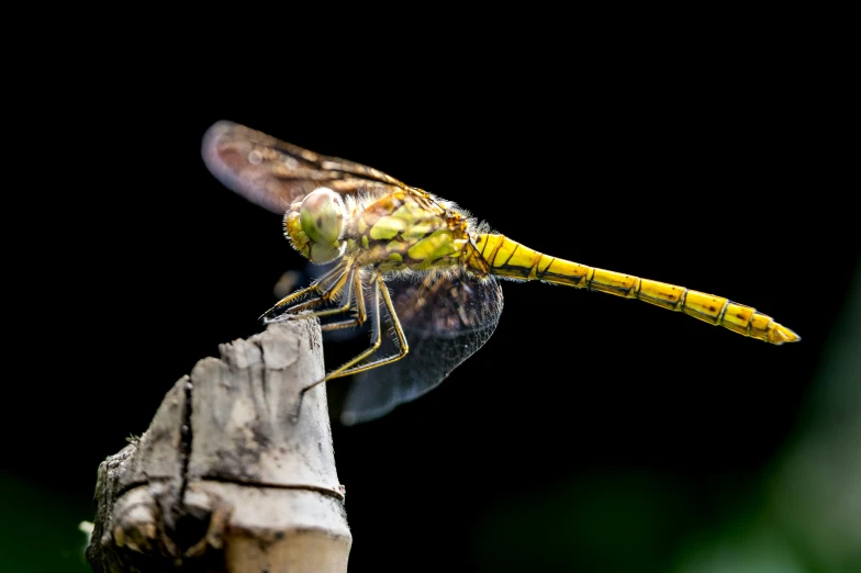 a dragonfly rests on a wooden post