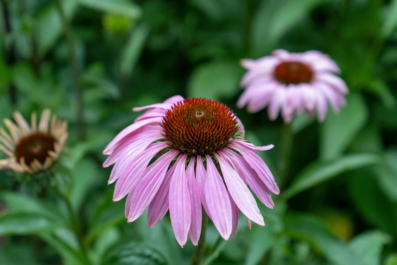 close up of a pink flower and the stems