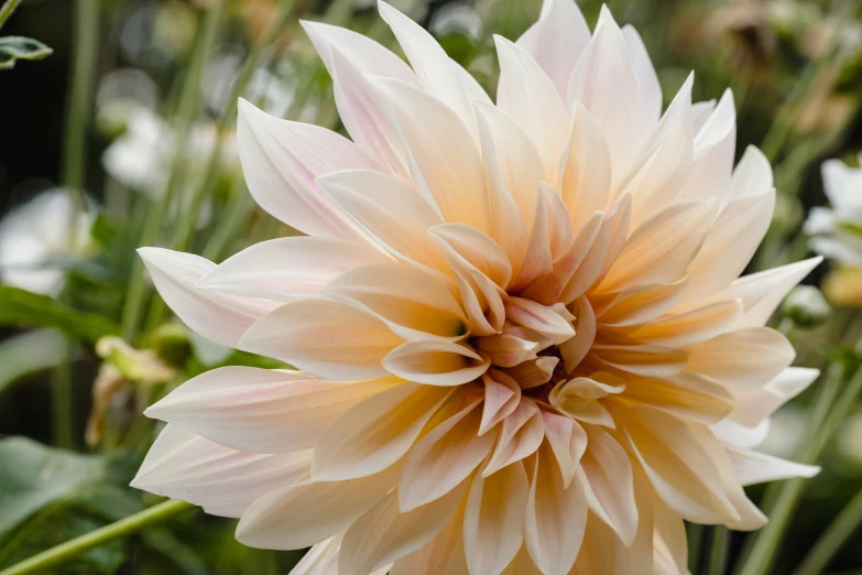 a large pink and yellow flower with white petals